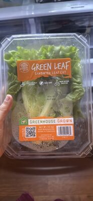 Green Leaf Sandwich Leaf Cut