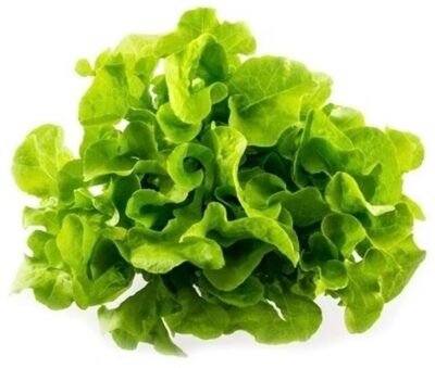 lechuga
