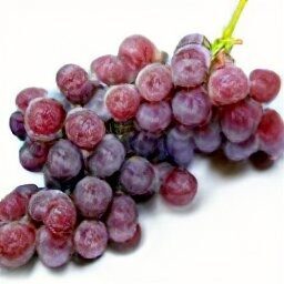 Seedless Red Grapes